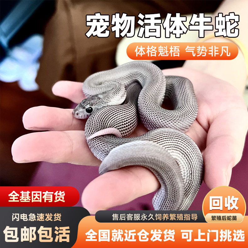 大型宠物蛇牛蛇白化无纹AX缺黄无纹暴风雪血虎玉米蛇网红爬宠活体