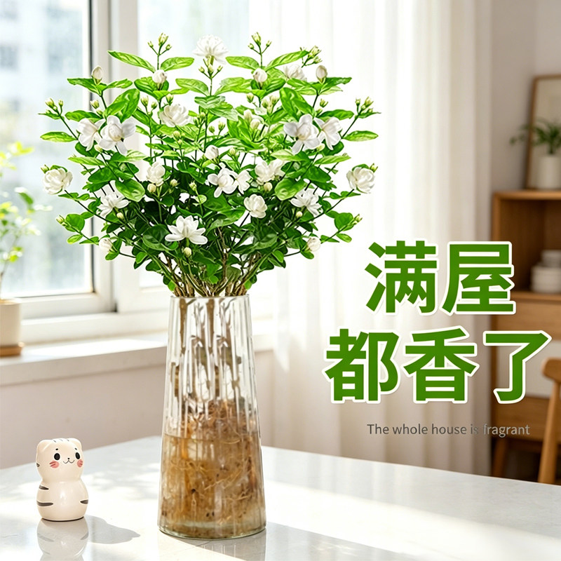 水培植物室内好养鲜花茉莉图片