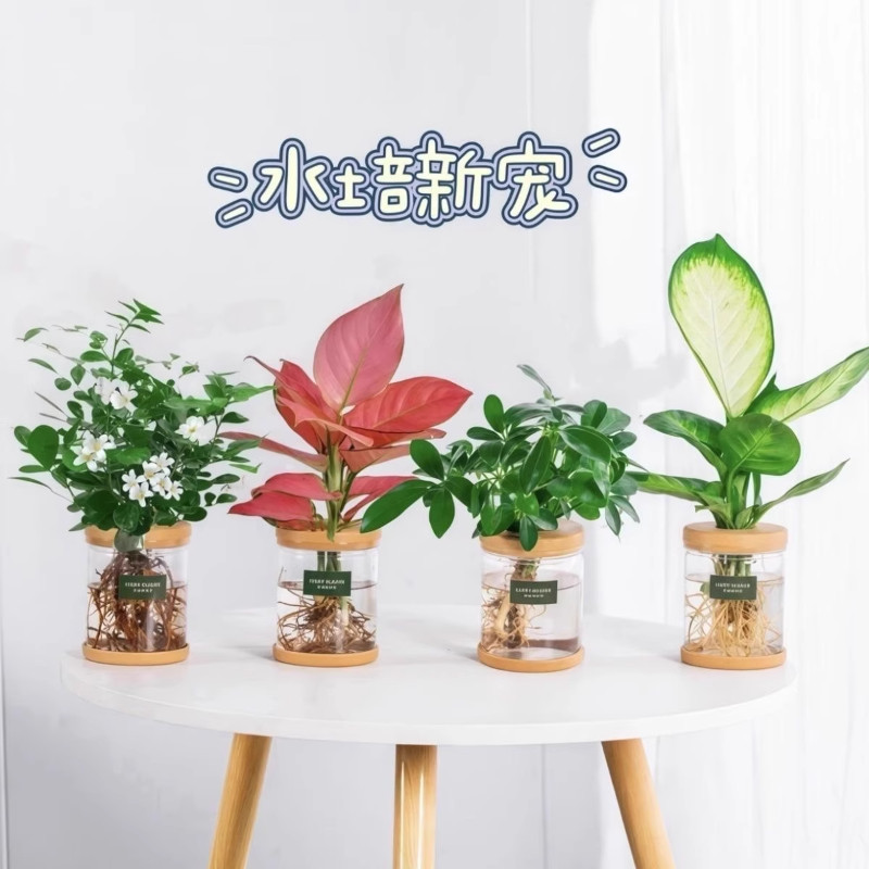 水培植物龟背竹金钻盆栽客图片
