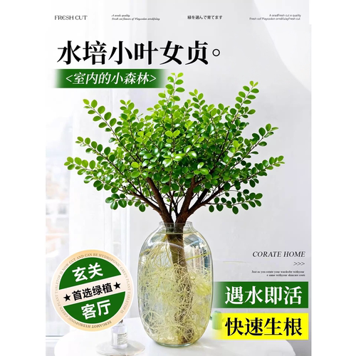 小叶女贞水培植物鲜切枝办