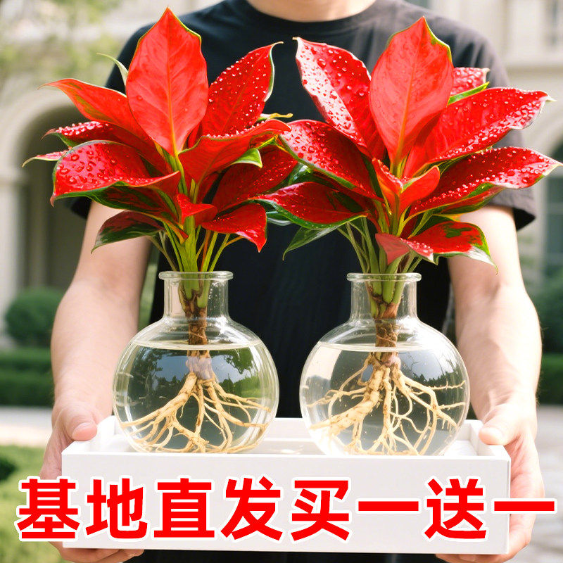 如意皇后盆栽吉利红室内桌图片