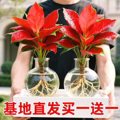如意皇后盆栽吉利红室内桌