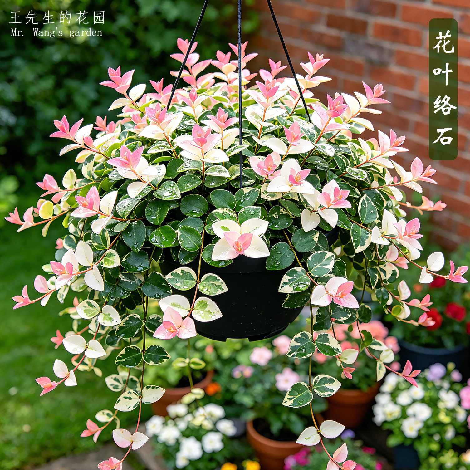 花叶络石五彩绿植四季盆栽图片
