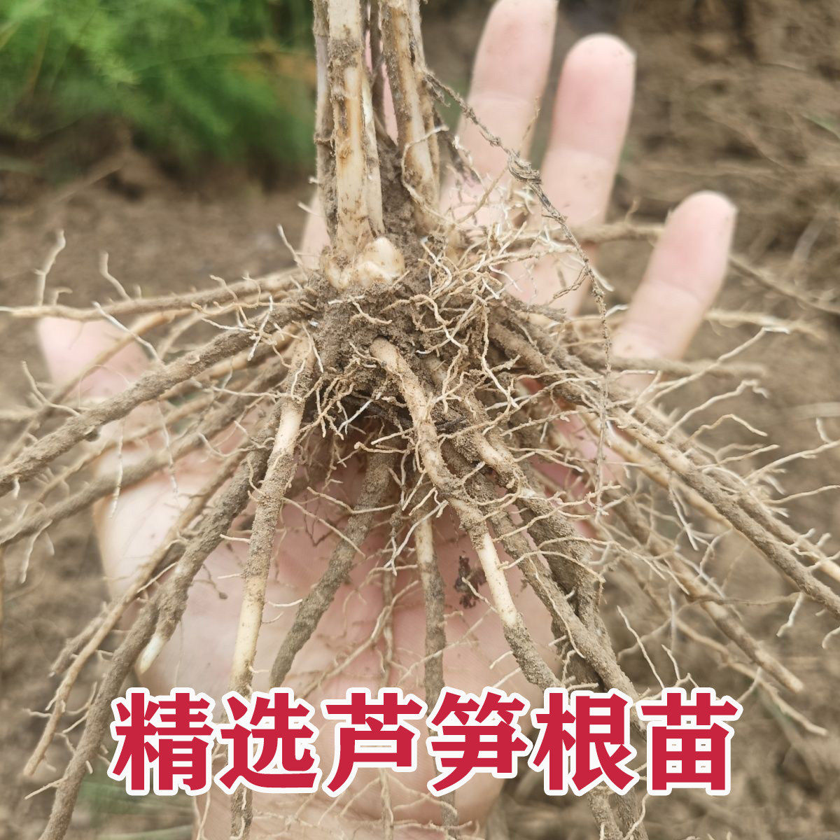 芦笋根苗带土四季种植芦笋苗阳台盆栽绿植家庭食用蔬菜种苗