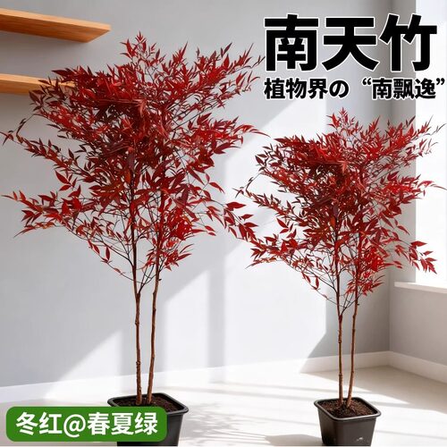 画枝 南天竹盆栽室内绿植30cm易养护观赏植物庭院复古客厅装饰