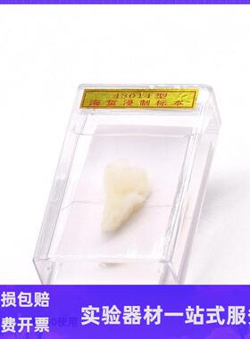 43014海蜇标本生物福尔马林浸制样本生物标本教学仪器