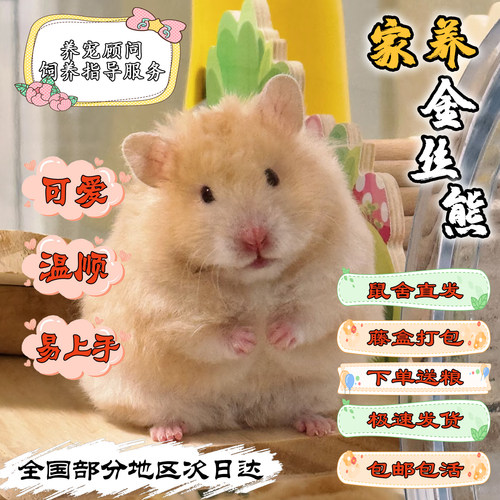 家养仓鼠萌宠金丝熊活体藤盒发