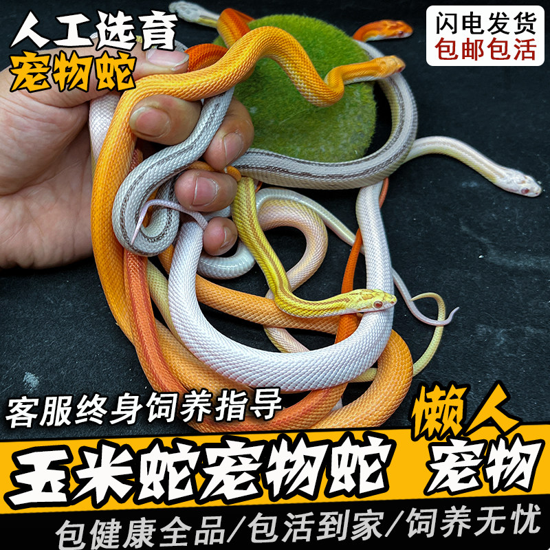 包活包健康包指导饲养图片