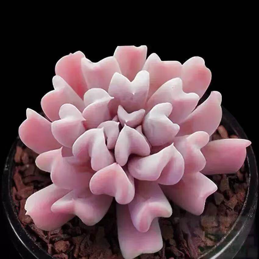特玉莲多肉植物丘比特萌肉肉组合盆栽防辐射创意绿植花卉 雪精灵