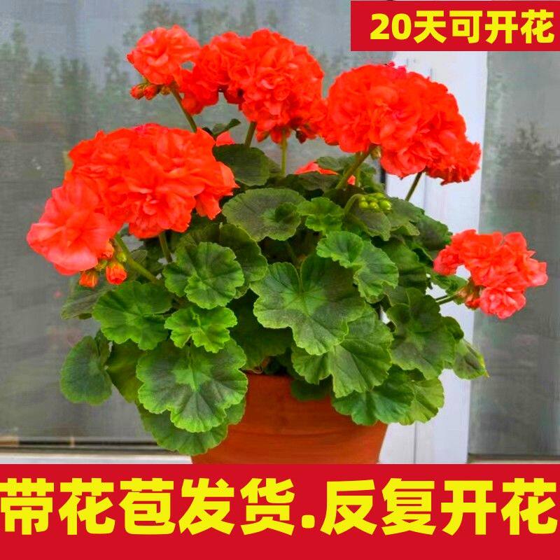 天竺葵盆栽花苗带花大花四季开花不断洋绣球苗室内好养图片