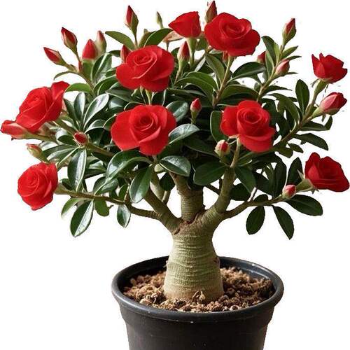 沙漠玫瑰盆栽花苗老桩植物四季花卉绿室内阳台小盆景好养易活