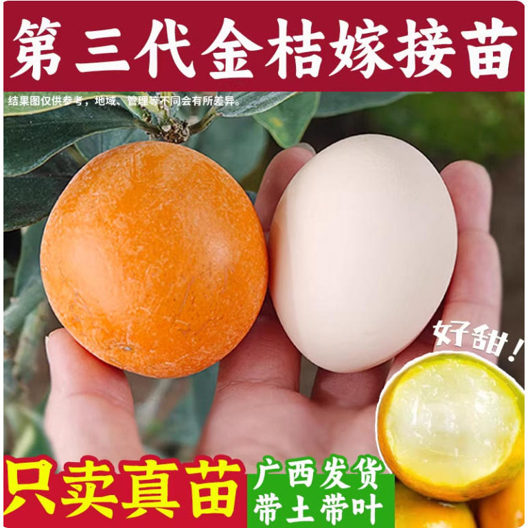 第三代脆蜜金桔树苗嫁接庭院盆地栽四代大果广西融安脆滑皮桔子苗