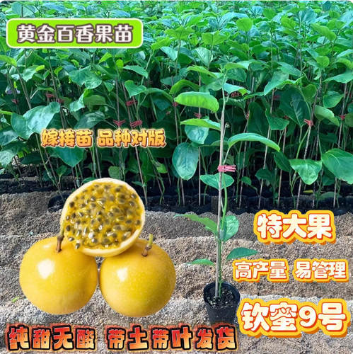 纯甜钦蜜9号黄金百香果树苗批发四季结果嫁接苗阳台庭院爬藤盆栽