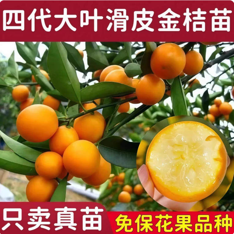 第四代金桔树苗广西融安金桔嫁接带土叶盆栽新品种脆蜜脆皮金桔苗