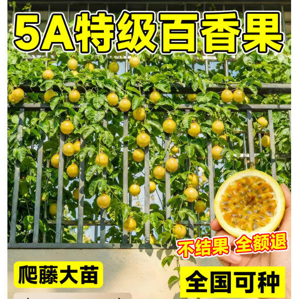 百香果树果苗黄金果9号爬藤大苗广西纯甜四季结果好养特大号果苗
