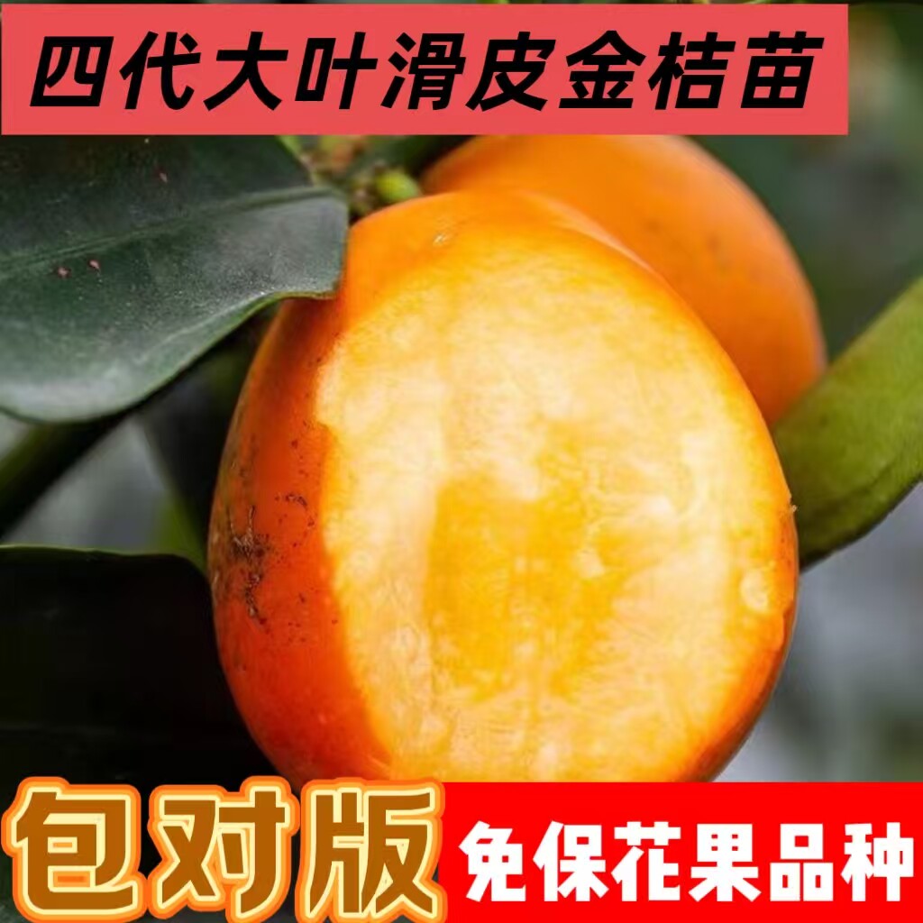 第四代金桔树苗广西融安金桔嫁接带土叶盆栽新品种脆蜜脆皮金桔苗