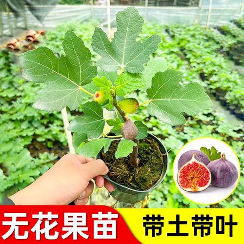波姬红无花果树苗玛斯义陶芬大果丰产黄四季耐寒盆栽苗无花果树苗