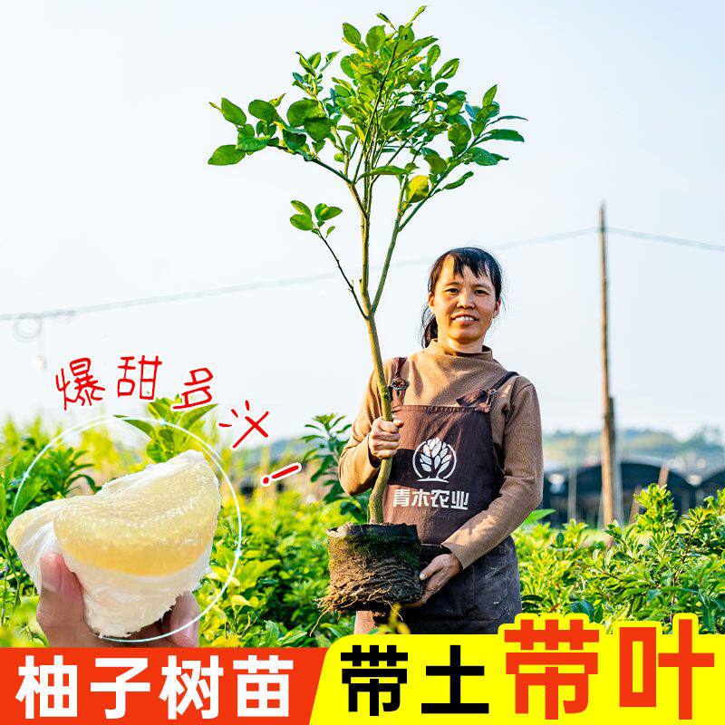 柚子树苗嫁接沙田柚泰国香水红柚红皮红肉白心蜜柚苗苗圃发货