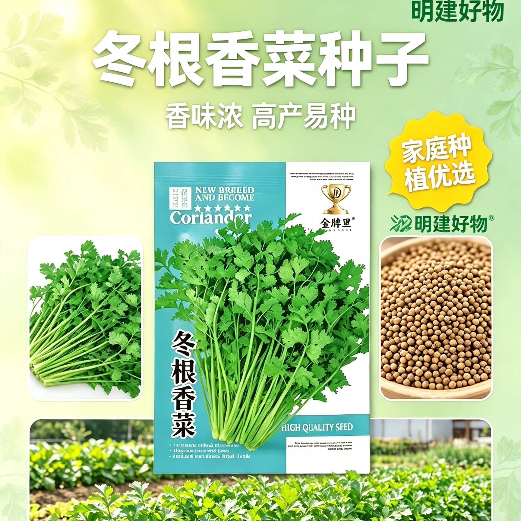 【抗寒冬根香菜】耐寒越冬浓香耐抽苔阳台盆栽庭院地栽种植花卉CX