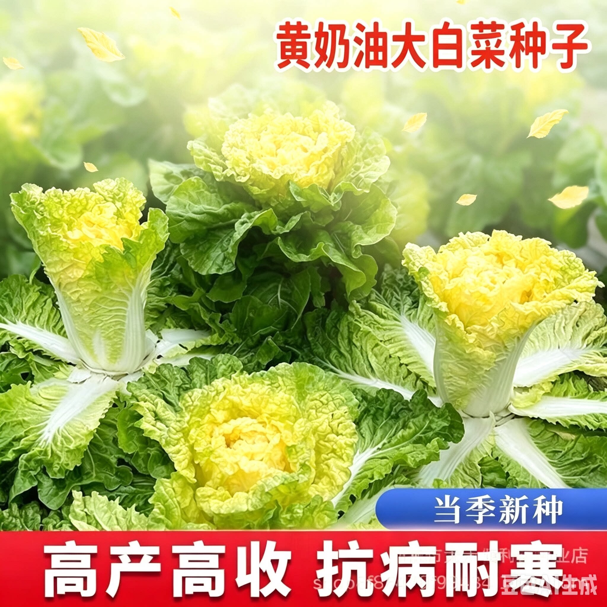 【抢!拍1发6】鸡蛋黄大白菜种黄心大白菜种子高桩白菜种子CX