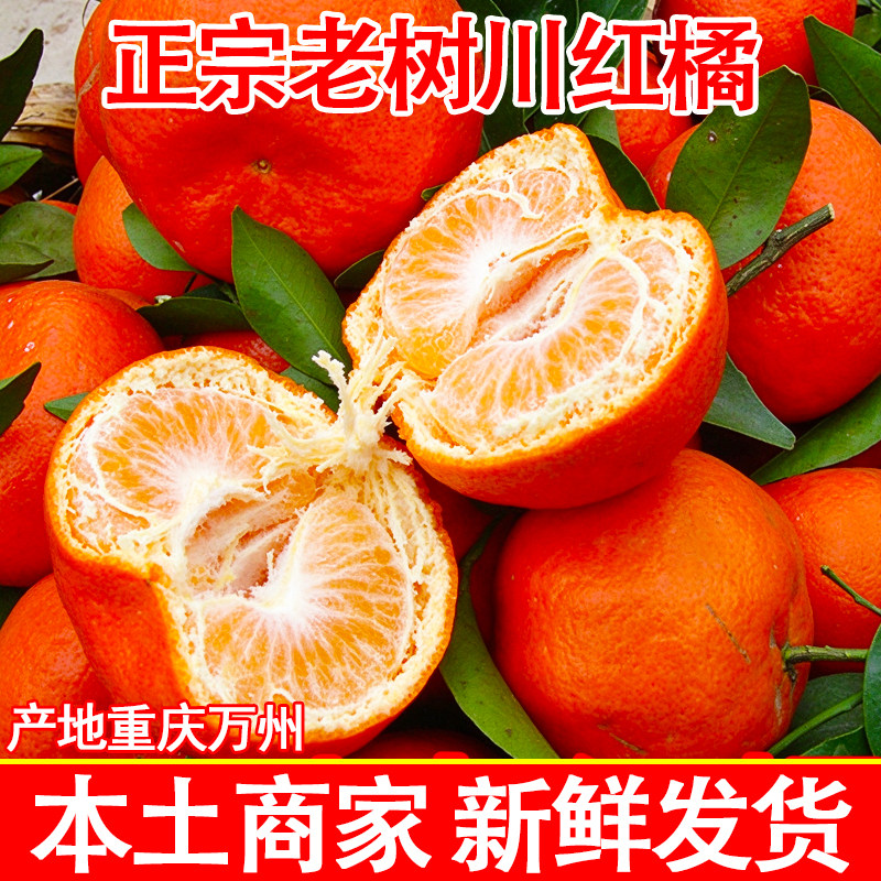 万州古红桔正宗川红橘新鲜水果陈皮原料大红袍四川重庆老树柑子