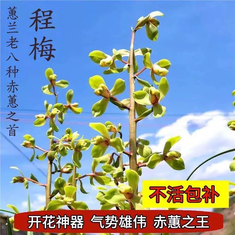 兰花铭品蕙兰程梅老八种浓香型精品高档兰花盆栽室内好养绿植花卉