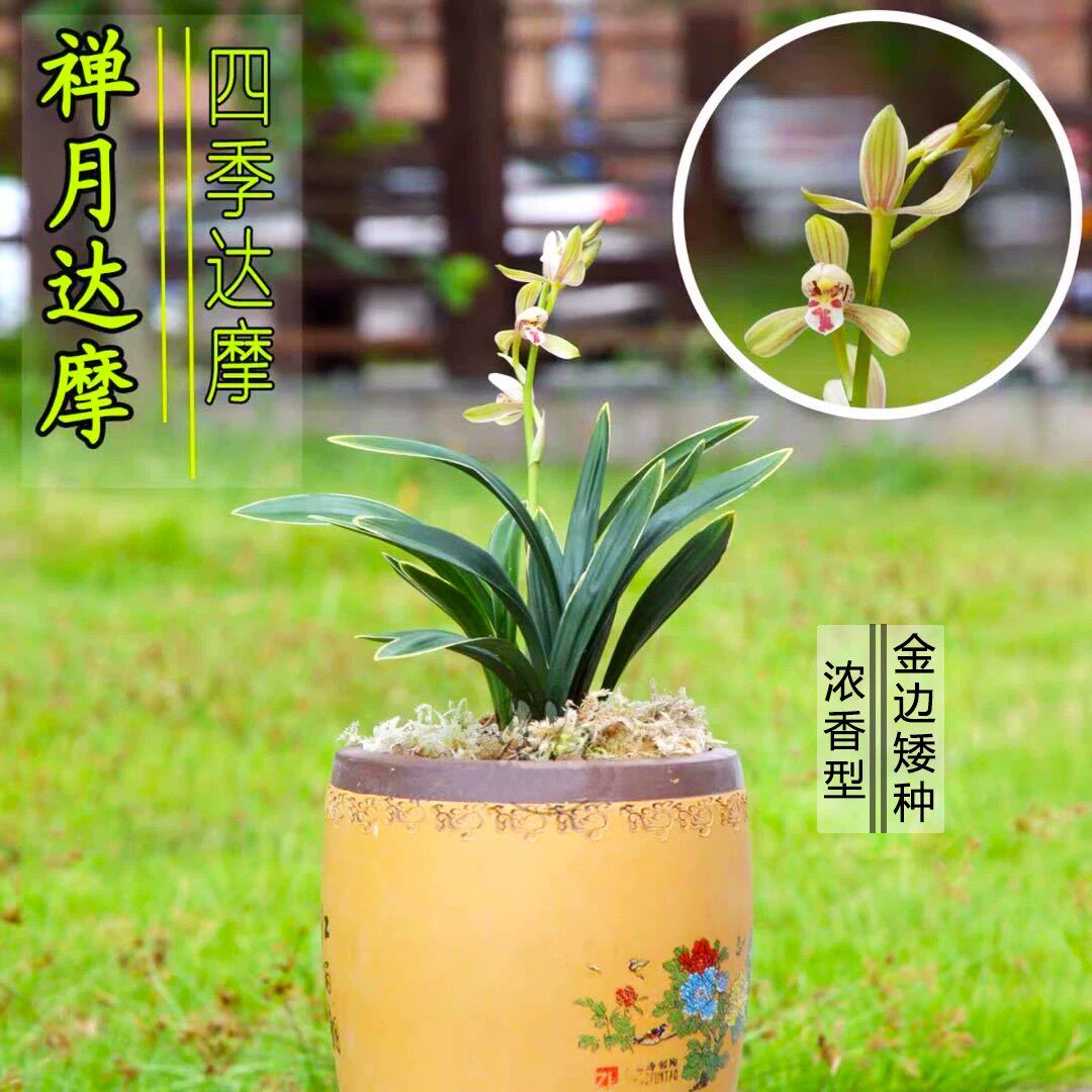 建兰禅月达摩 金边爪艺矮种兰花 夏秋勤花浓香型室内桌面绿植盆栽