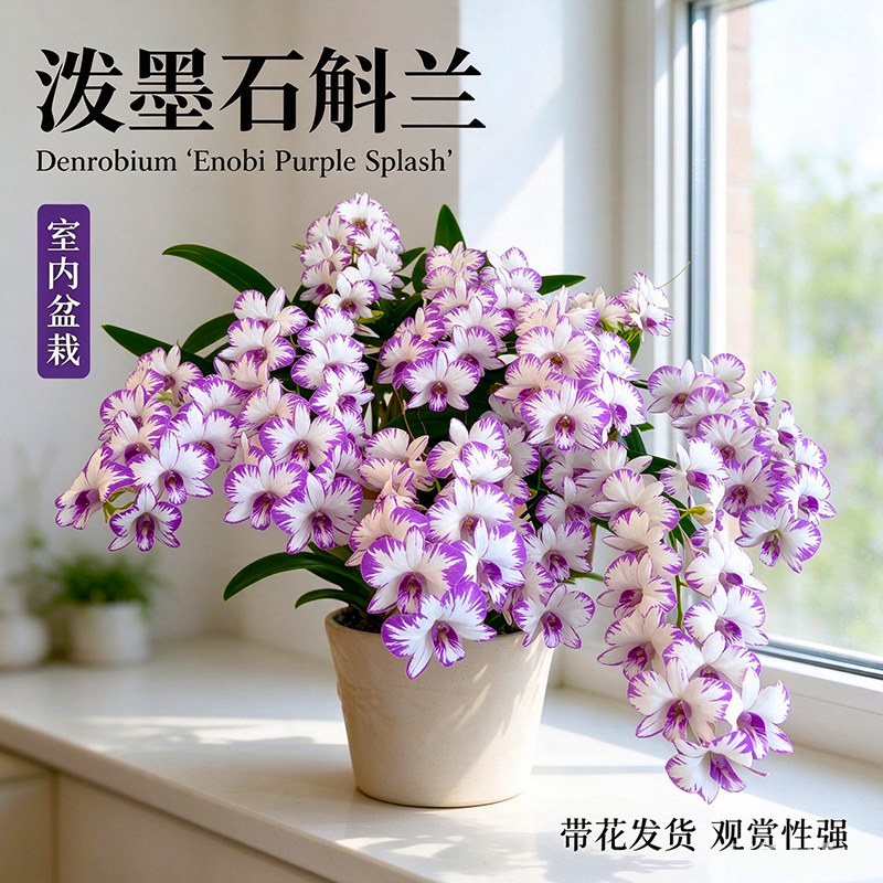 白泼墨石斛兰盆栽秋石斛现带花室内阳台四季开花好养浓香兰花绿植