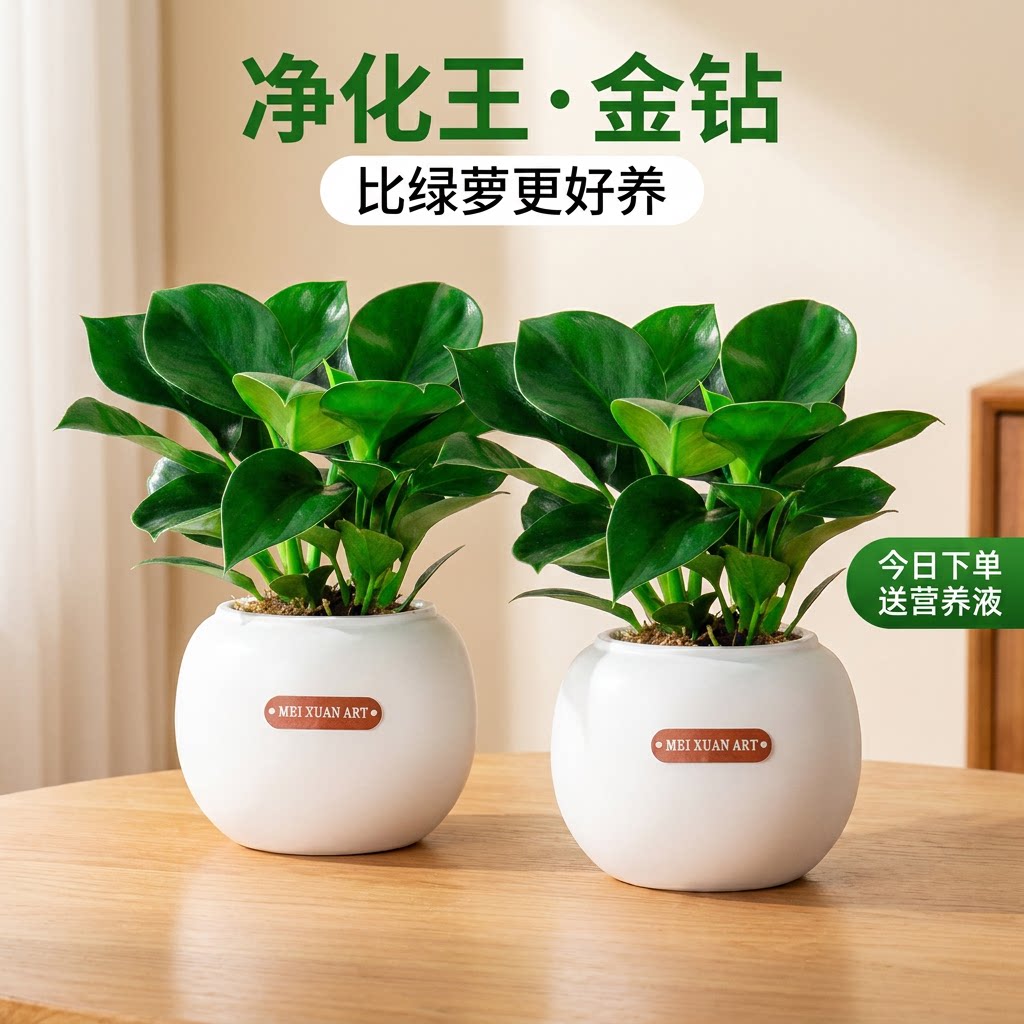 金钻盆栽绿植大盆绿萝除室内甲醛植物花卉水培办公室净化空气好养