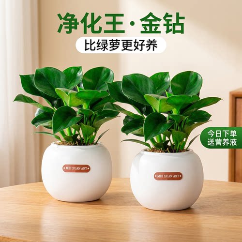 金钻盆栽绿萝室内水培好养净化