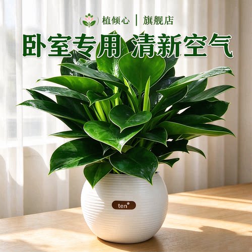 金钻盆栽绿萝室内水培好养净化