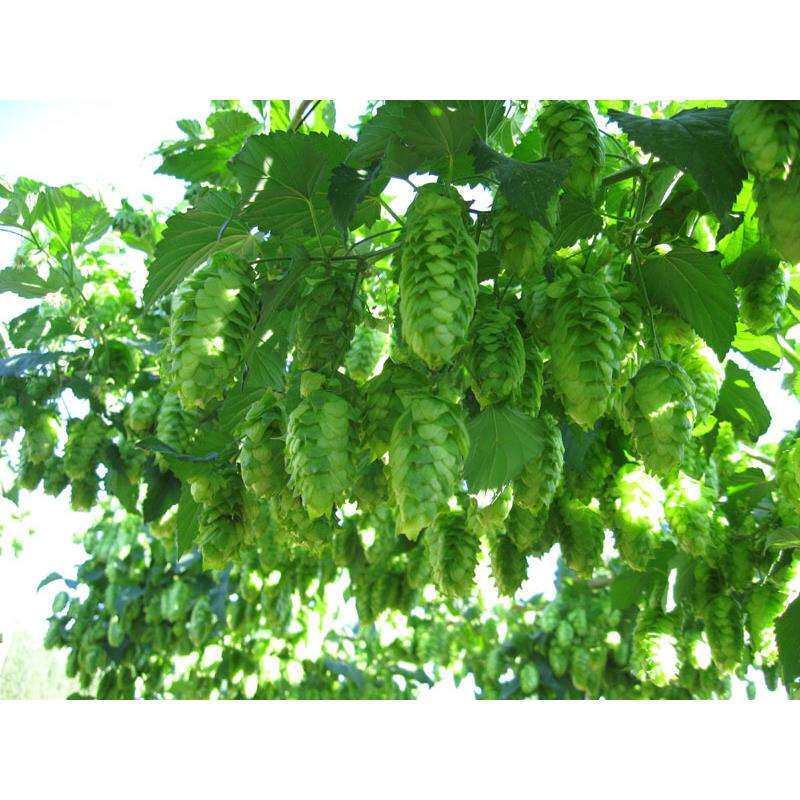 捷克萨兹啤酒花 啤酒精酿原料 香酒花 酿造艾尔 拉格帝伯仕