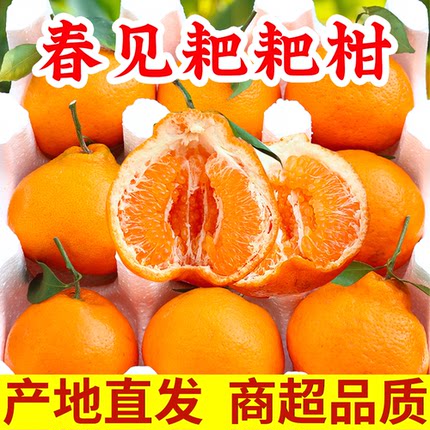 四川春见耙耙柑整箱粑粑柑正宗水果新鲜当季包邮丑桔橘杷杷柑
