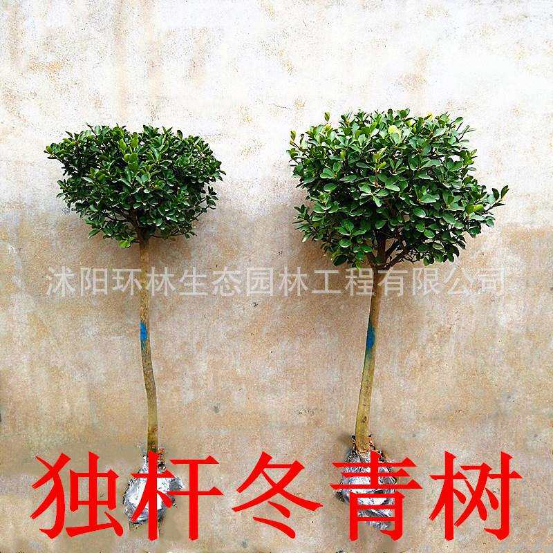 冬青树独杆黄杨四季常青南北方庭院种植5-10公分高杆大叶冬青