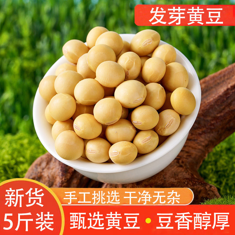 笨黄豆新鲜大豆非转基因大豆子豆浆原料营养早餐干豆