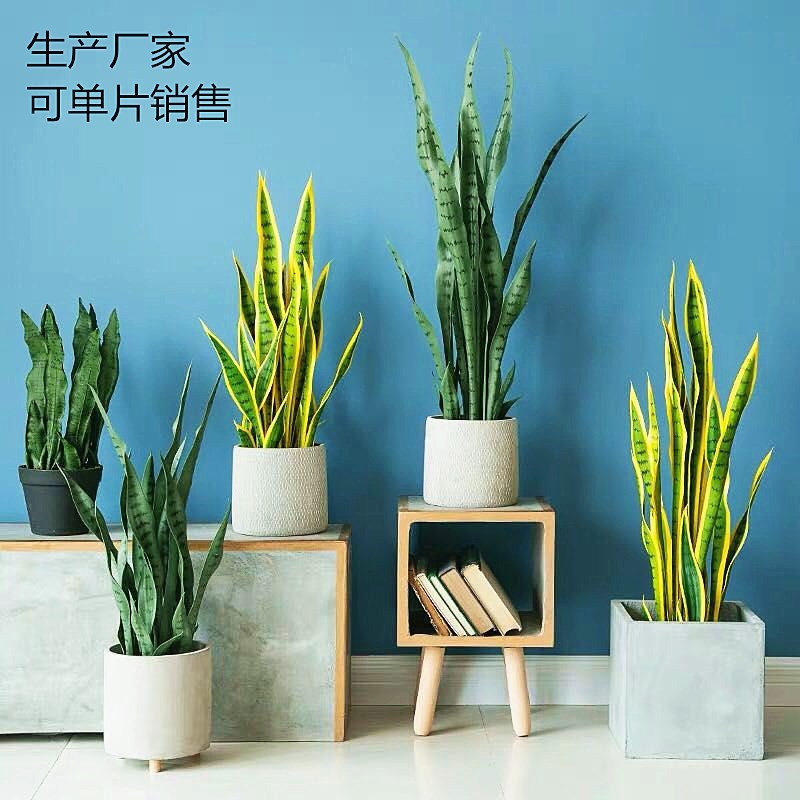 高仿真金边虎皮兰盆栽室内装饰