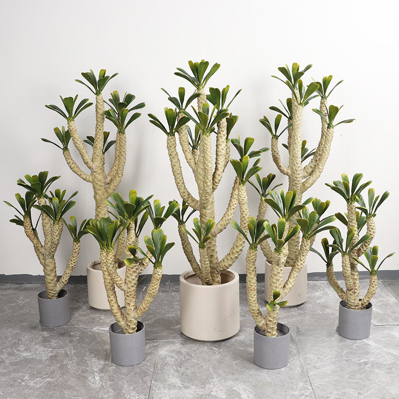 多肉植物贝信麒麟多头盆栽仿真植物锦叶扇贝麒麟仿真绿植黄金麒麟