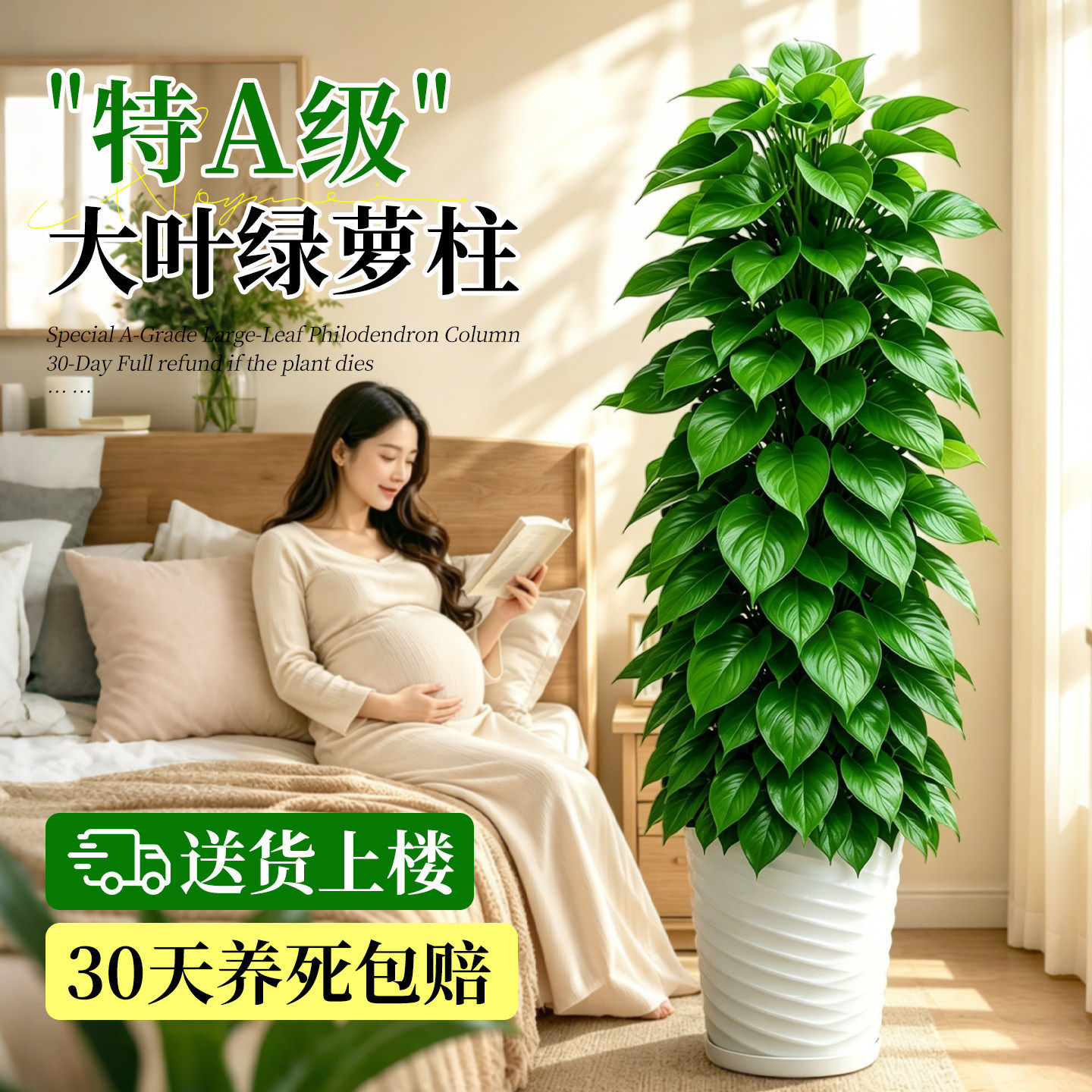 特大叶绿萝柱盆栽除甲醛绿植室内大型绿萝招财旺宅办公室客厅好养