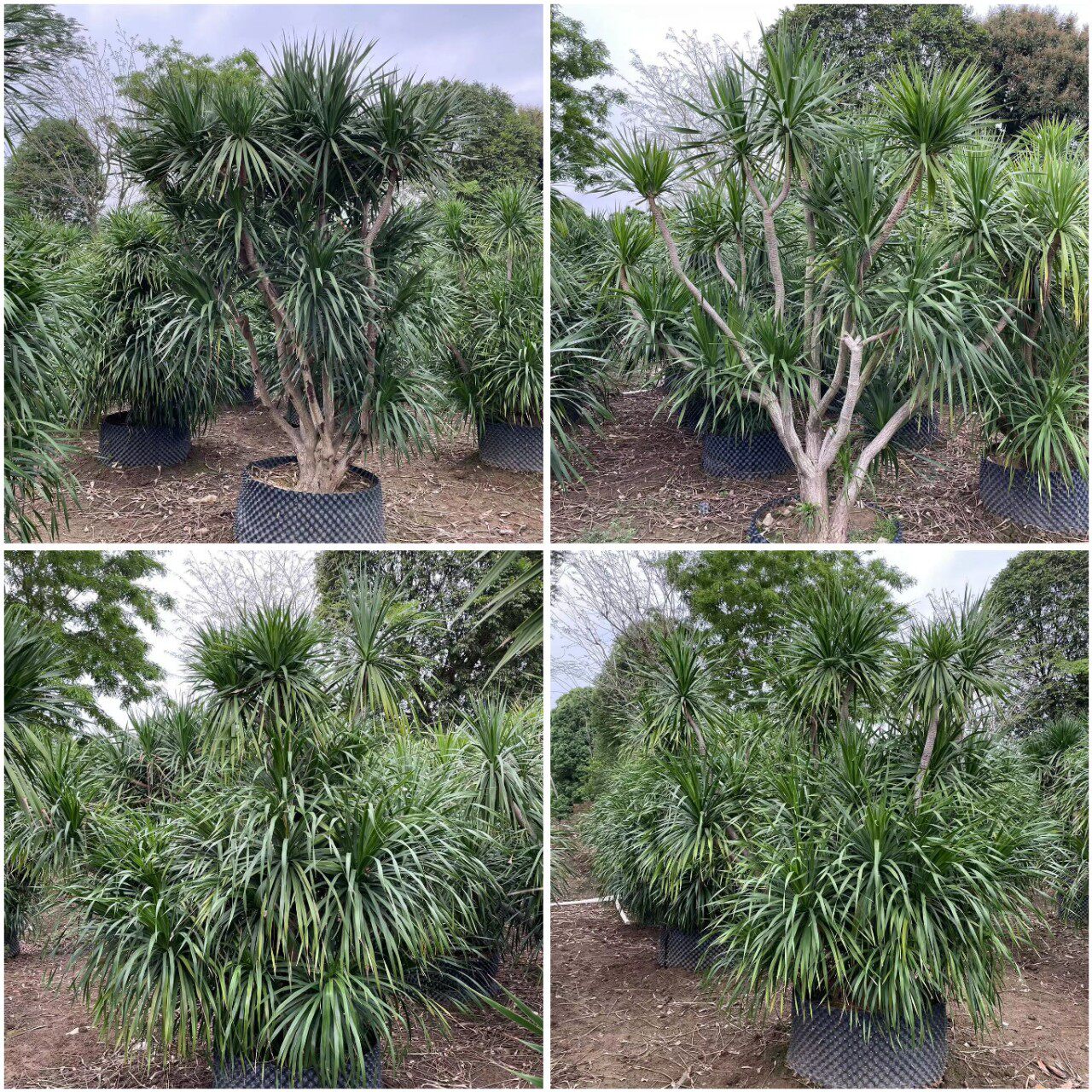 剑叶龙血树大型龙铁树多头龙须树耐阴好养热带植物