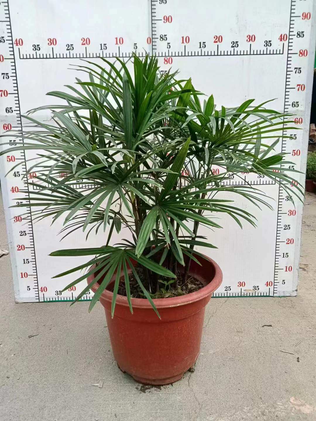 【基地直供】绿植盆栽 盆栽花卉 居家绿植盆栽 350金山棕