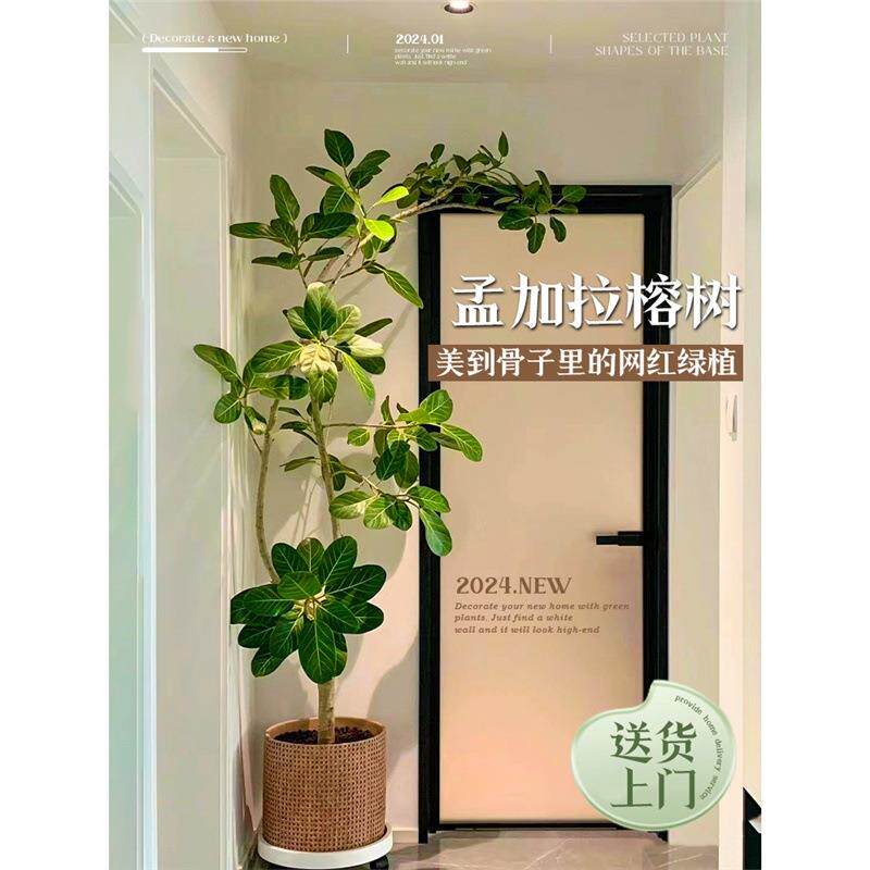 网红孟加拉榕盆栽客厅绿植室内大型黄金榕高山榕树落地真花旺宅树