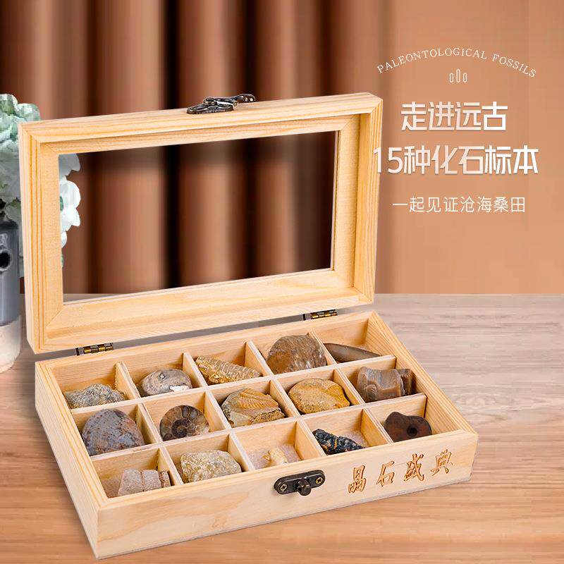 15种天然化石石头原石珊瑚菊石鲨鱼牙齿树化玉海螺木盒工艺摆件