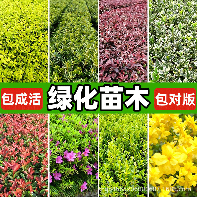 绿化苗木红叶石楠红花继木迎春花毛杜鹃苗瓜子黄杨灌木耐寒工程苗