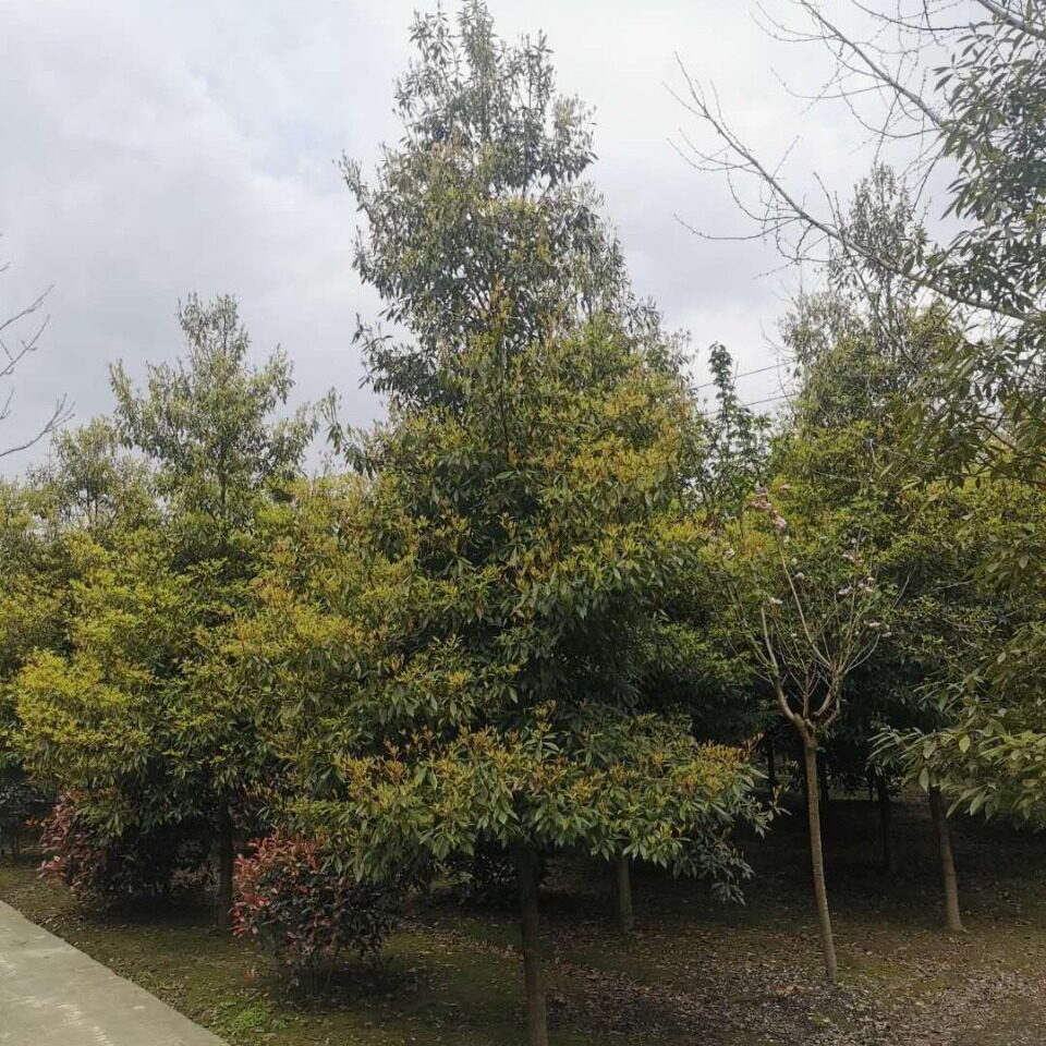 金丝楠木苗木5-15公分桢楠帝王木绿化植物批发