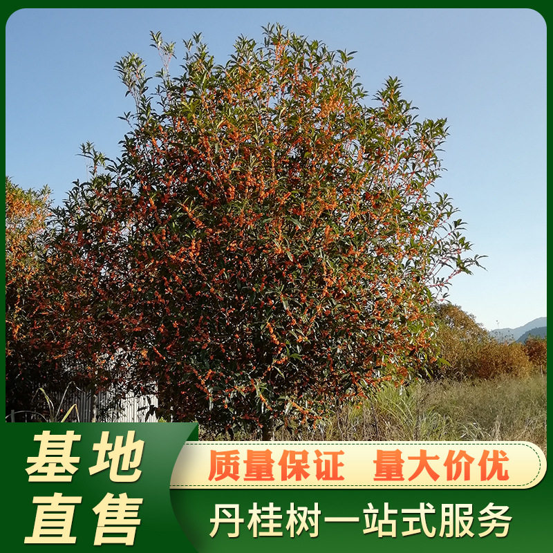 浦城丹桂11-12公分 八月桂花树四季常青绿化乔木基地直售批发