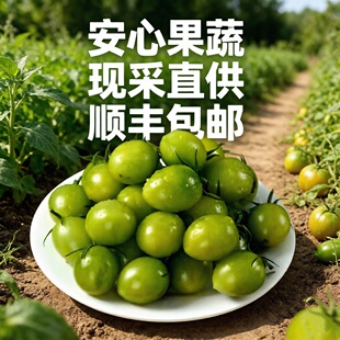 山东现摘绿色番茄青田二号小番茄新鲜直供顺丰包邮果蔬农家自种