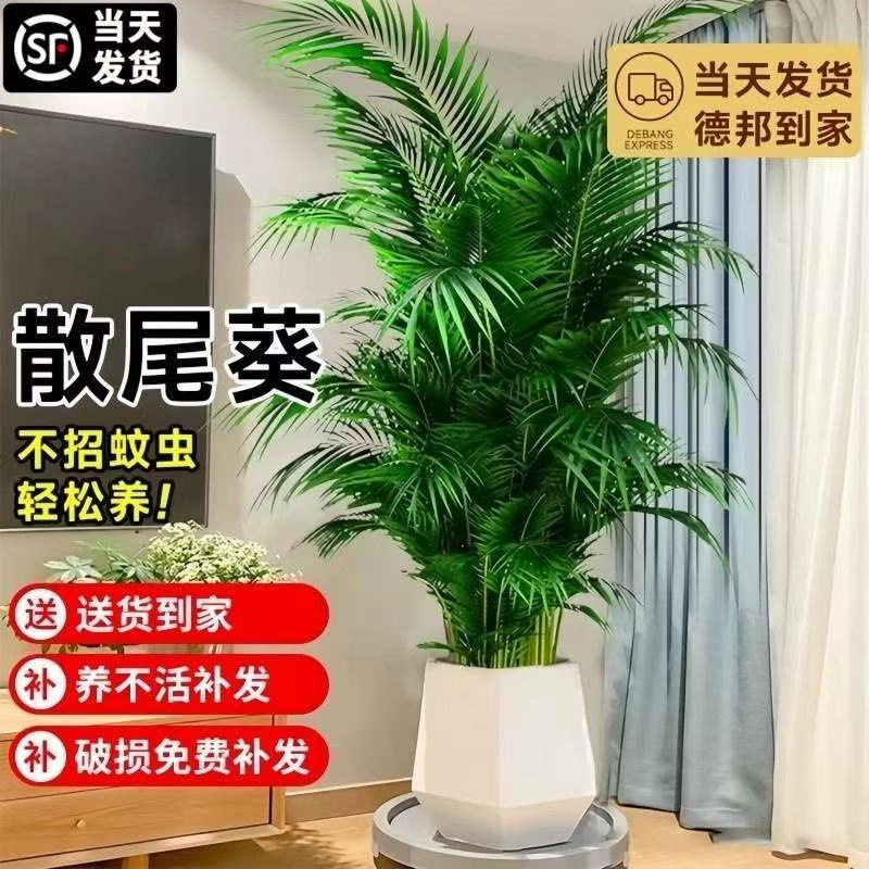 散尾葵凤尾竹植物绿植室内大大型办公室禄植真花绿箩吸甲醛盆栽
