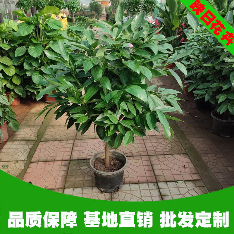 平安树盆栽批发 青州花卉市场绿植批发四季常绿鲜花批发