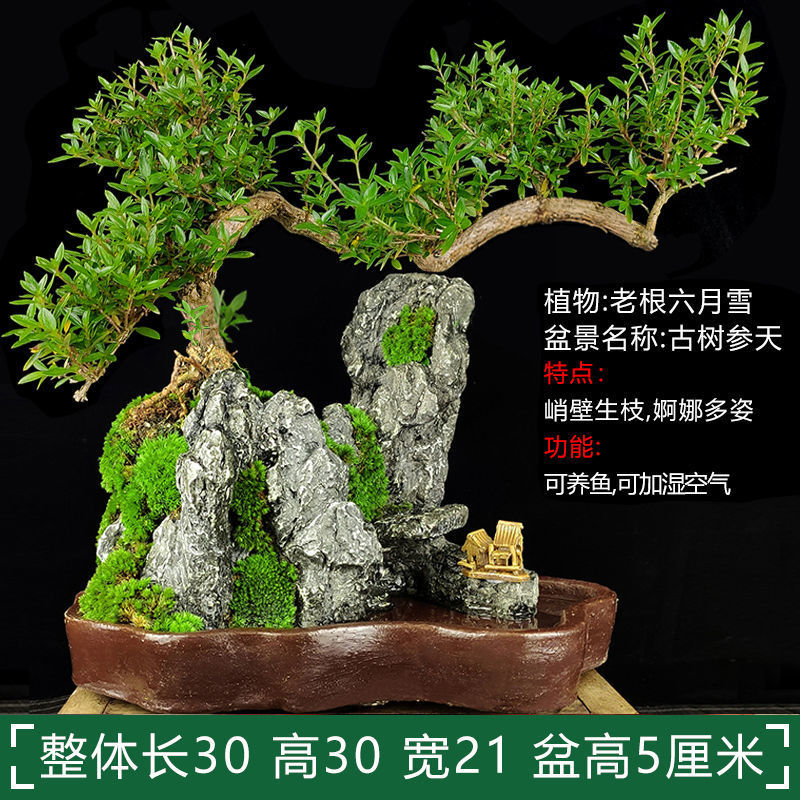 老树福建茶盆景花卉盆栽植物室内山水假山悬崖树桩小绿植客厅造景