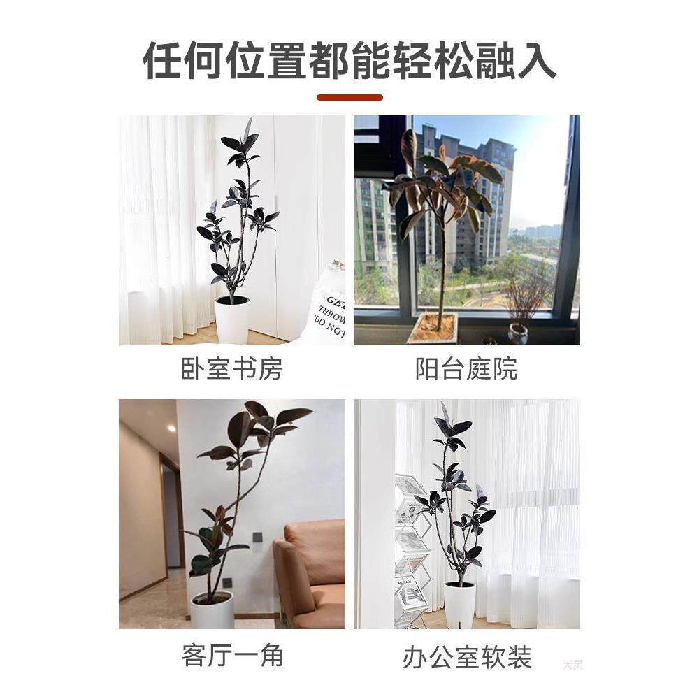 造型橡皮树黑金刚室内大型植物盆栽办公室内客厅四季绿植基地
